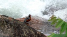 Torrent Duck adult female