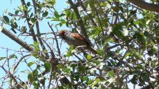 Spix’s Spinetail