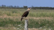Southern Crested Caracara