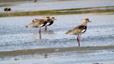 Southern Lapwing
