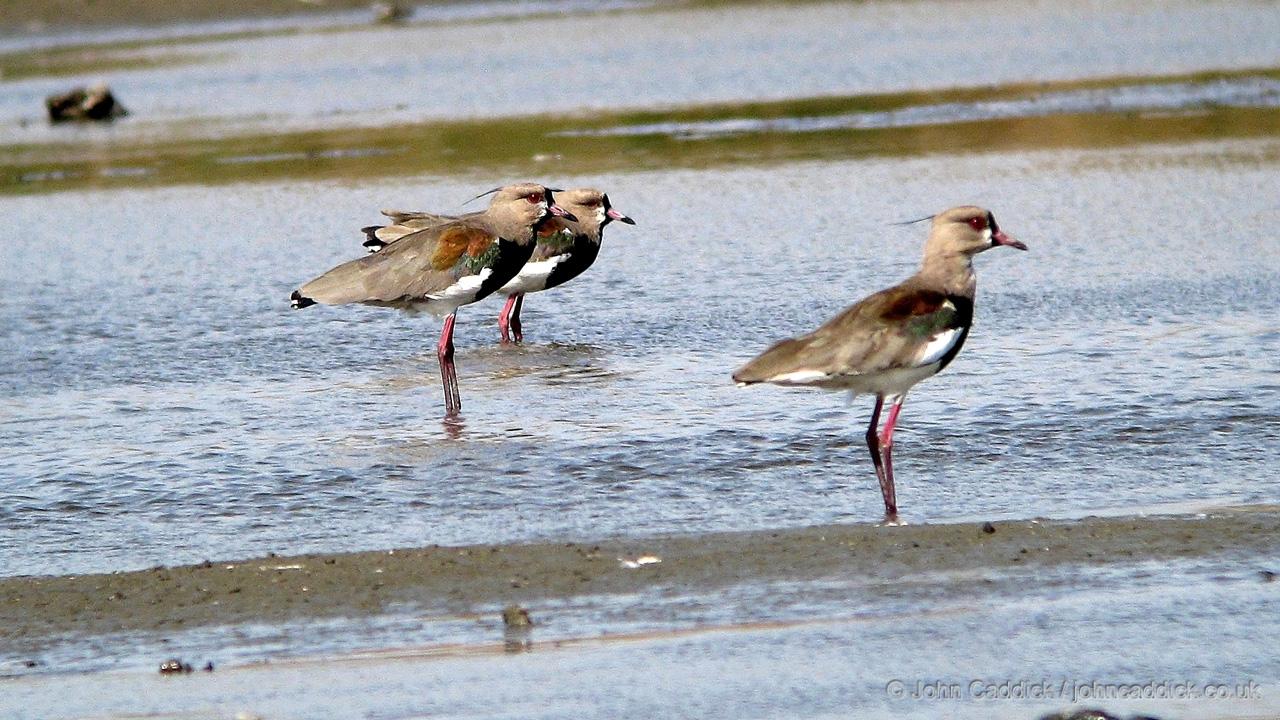 Southern Lapwing