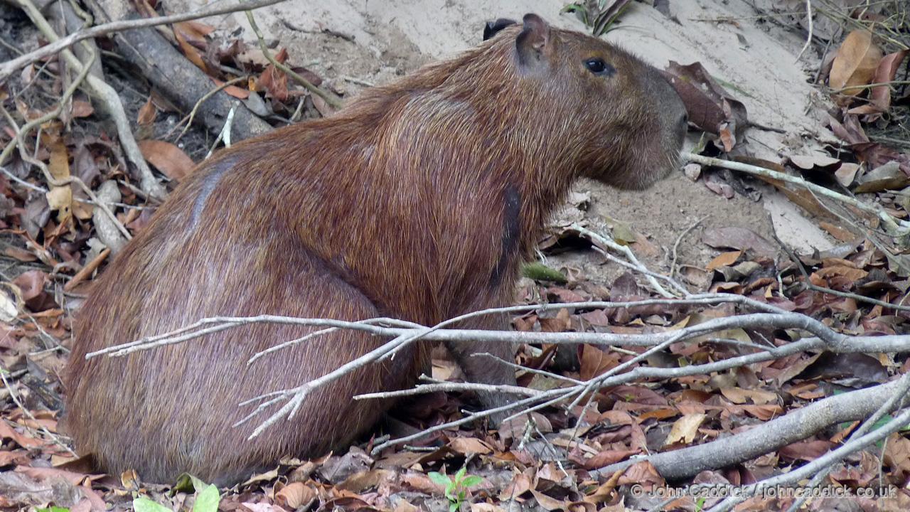 Capybara