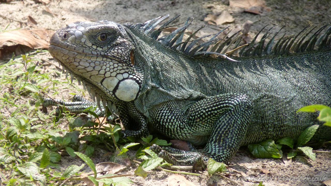 Iguana
