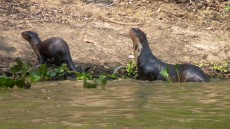 Giant Otter