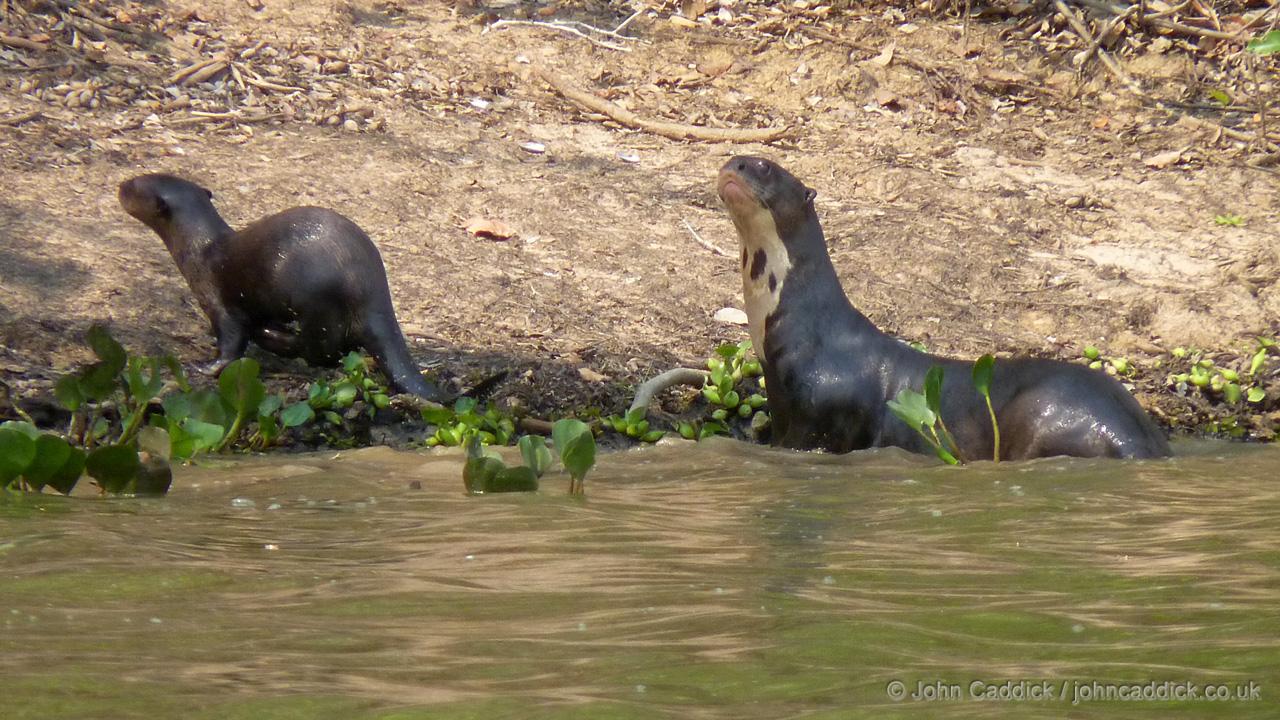 Giant Otter
