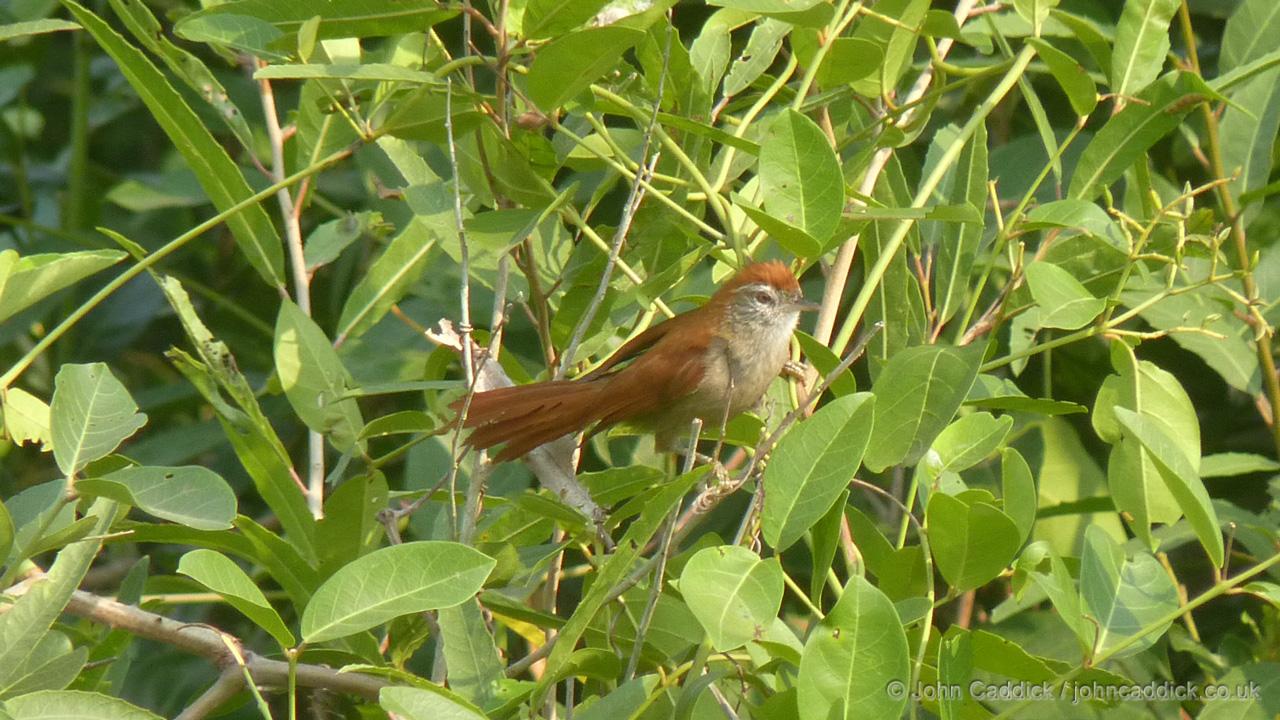 Rusty-backed Spinetail