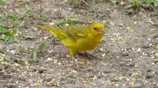 Saffron Finch male