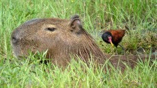 Capybara