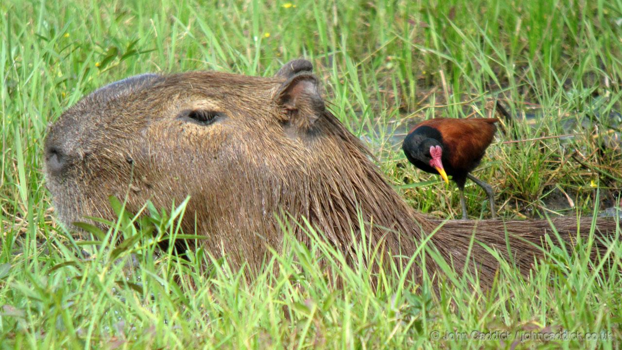 Capybara