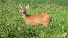 Marsh Deer female