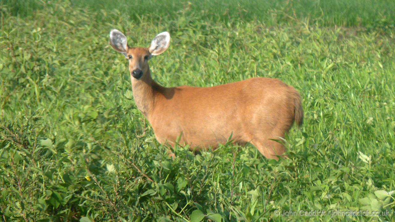 Marsh Deer female