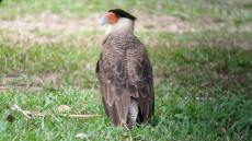Southern Crested Caracara