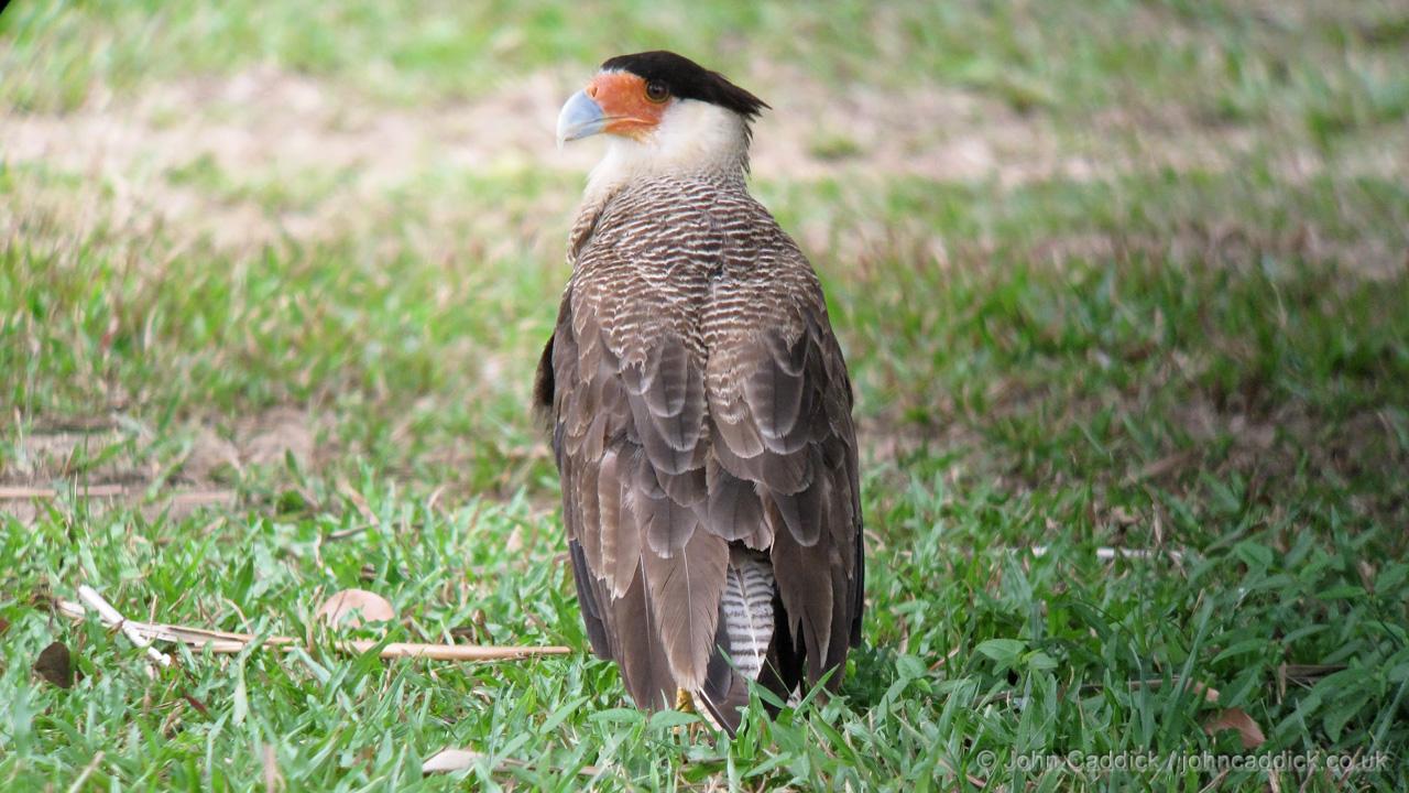 Southern Crested Caracara