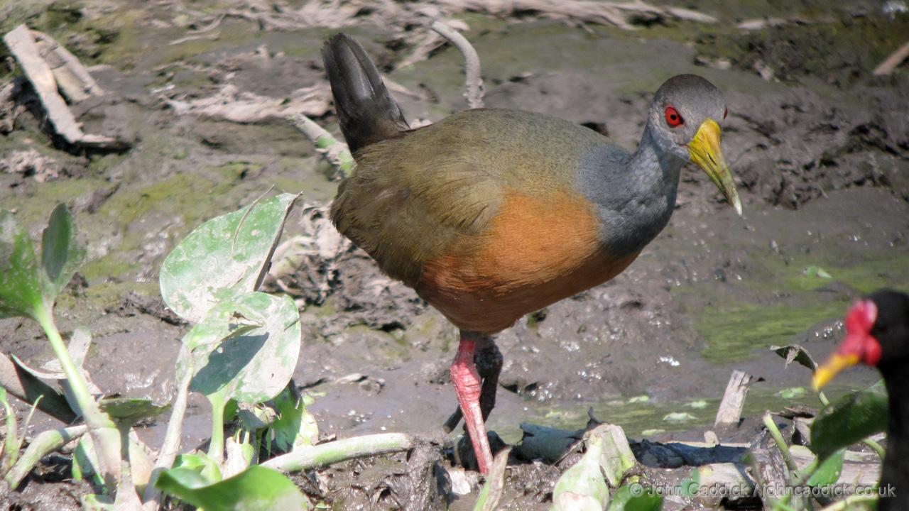 Grey-necked Wood Rail