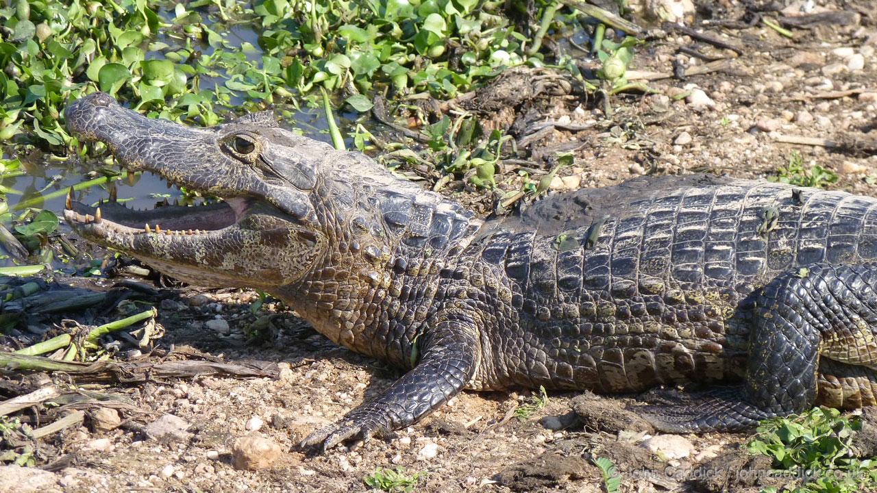 Yacare Caiman