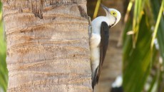 White Woodpecker adult female
