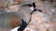 Southern Lapwing