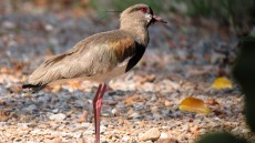 Southern Lapwing