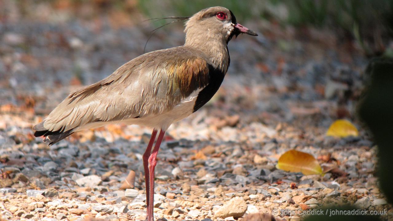 Southern Lapwing