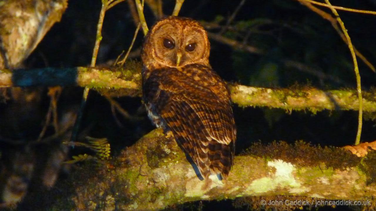 Rusty-barred Owl