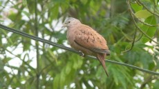 Ruddy Ground Dove male