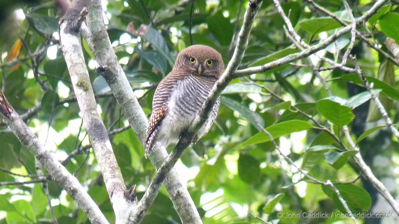 Jungle Owlet