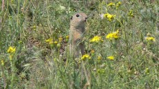 European Souslik