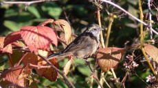 Pink-browed Rosefinch adult female