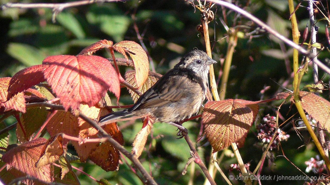 Pink-browed Rosefinch adult female
