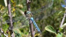 Emperor dragonfly male