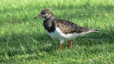 Ruddy Turnstone