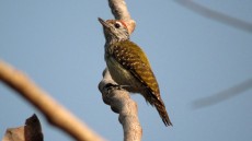 Cardinal Woodpecker adult male