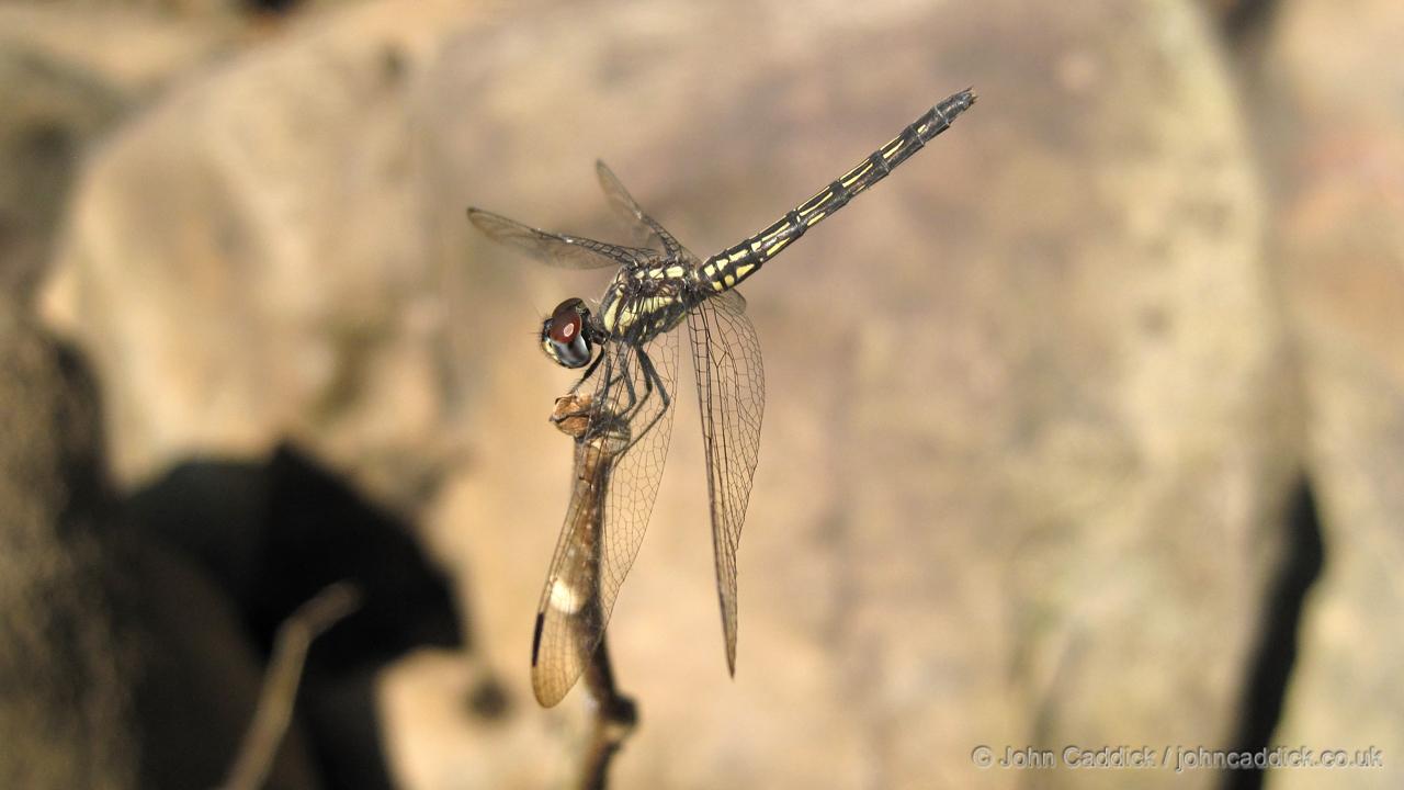 Dropwing dragonfly