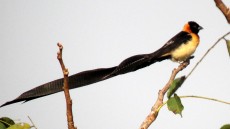 Togo Paradise Whydah male breeding