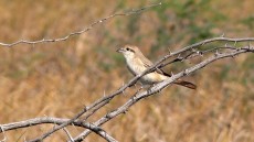 Isabelline Shrike