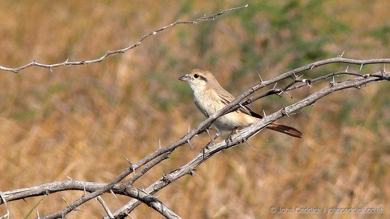 Isabelline Shrike