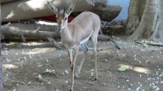 Chinkara