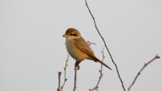 Isabelline Shrike