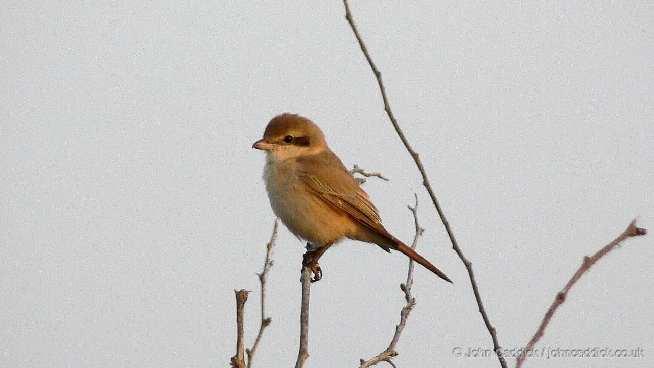 Isabelline Shrike