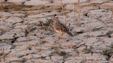 Oriental Skylark