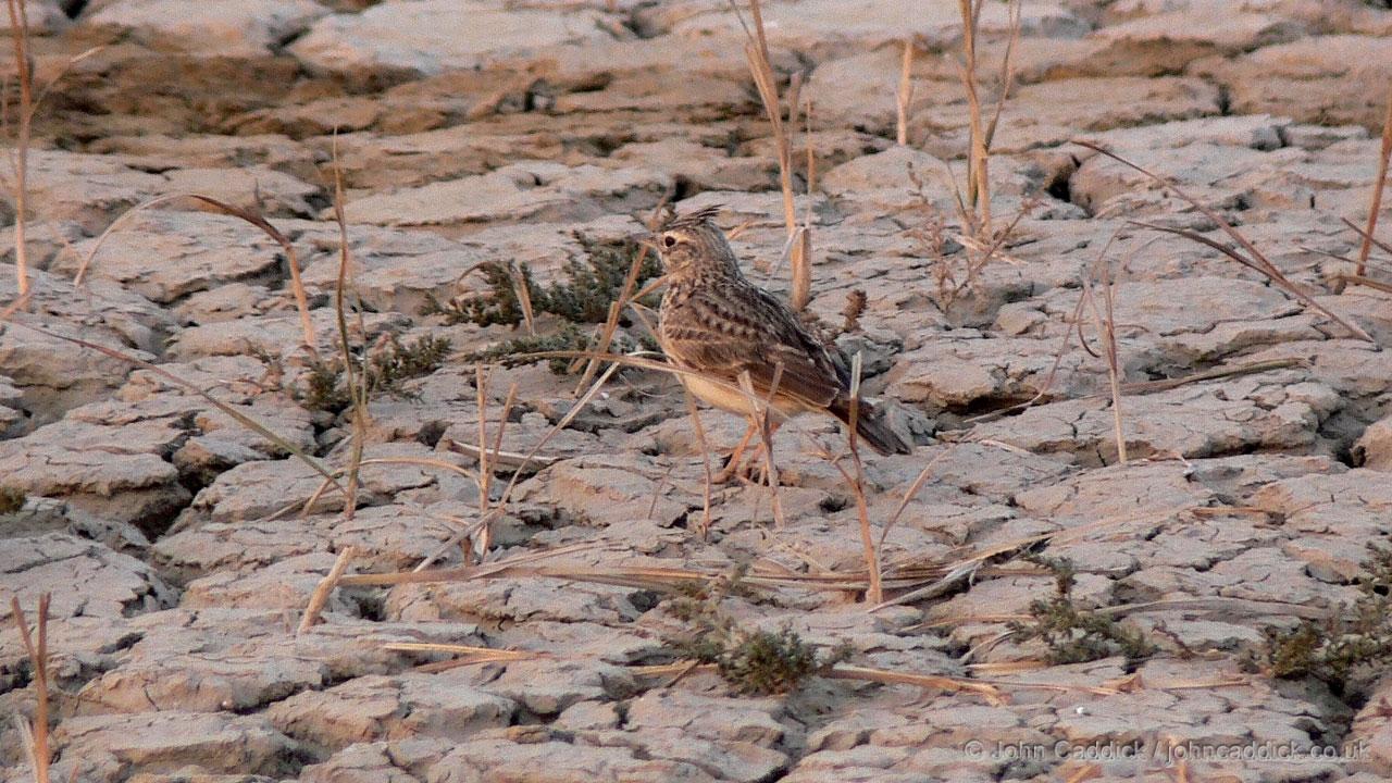 Oriental Skylark
