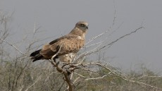 Short-toed Snake Eagle
