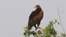 Steppe Eagle