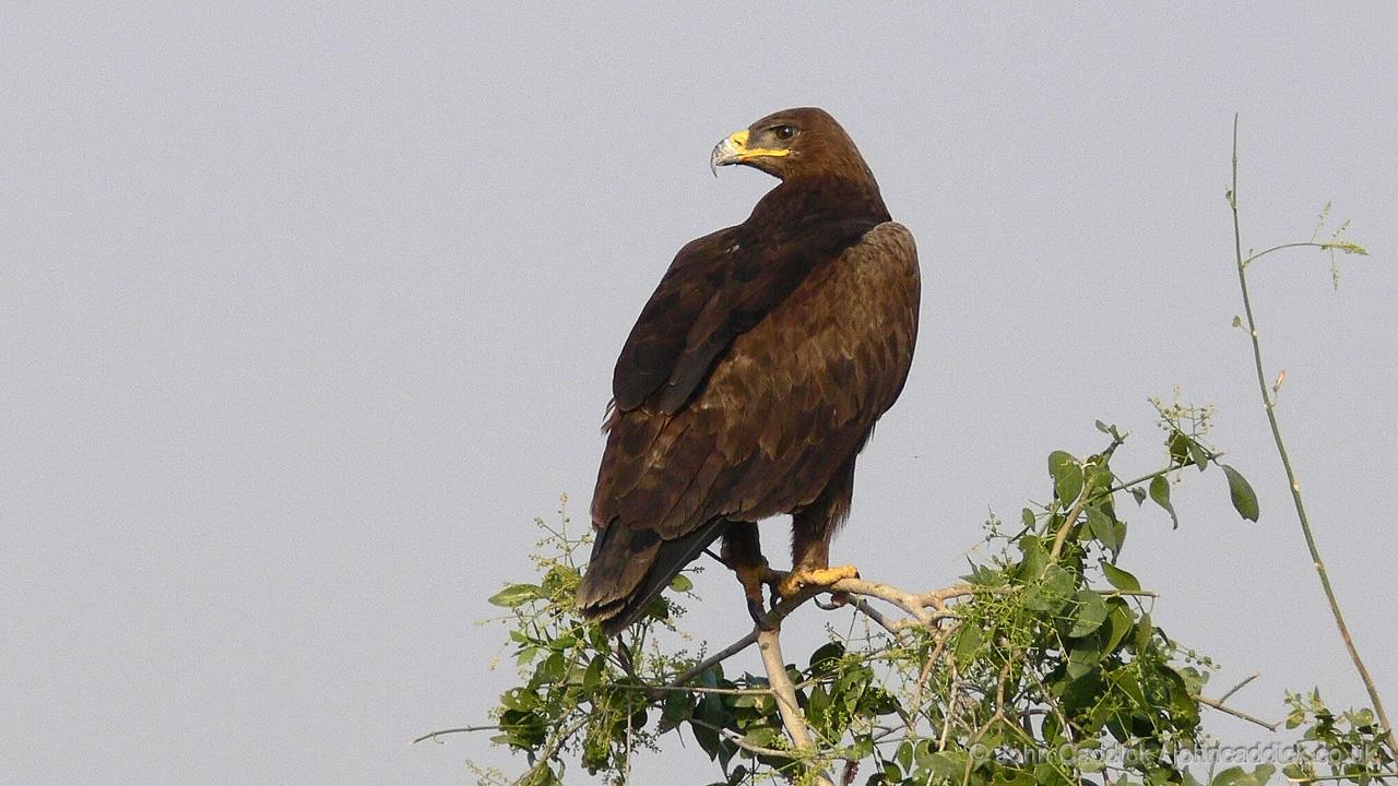 Steppe Eagle