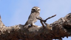 Spotted Owlet