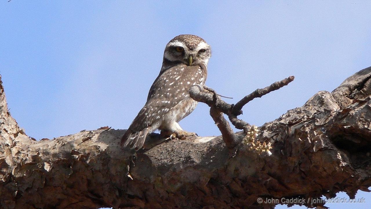 Spotted Owlet
