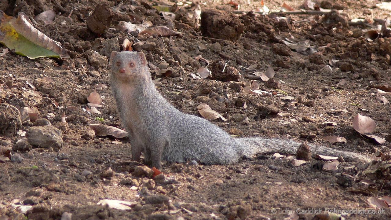 Indian Gray Mongoose