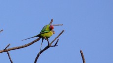 Plum-headed Parakeet male and female