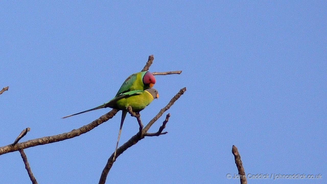 Plum-headed Parakeet male and female