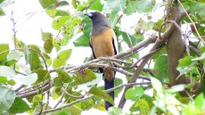 Rufous Treepie